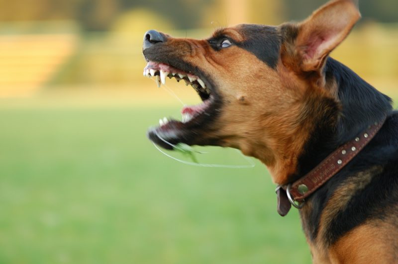 Togo/Lutte contre la rage : voici les mesures à prendre en cas de morsure de chien