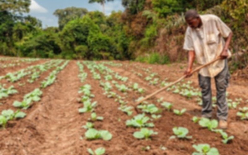 Togo / PNPER : des mentors pour accompagner les petites entreprises rurales