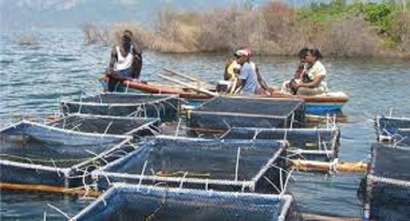 Togo – Université de Kara : la 2e promotion du Master professionnel en aquaculture bientôt lancée