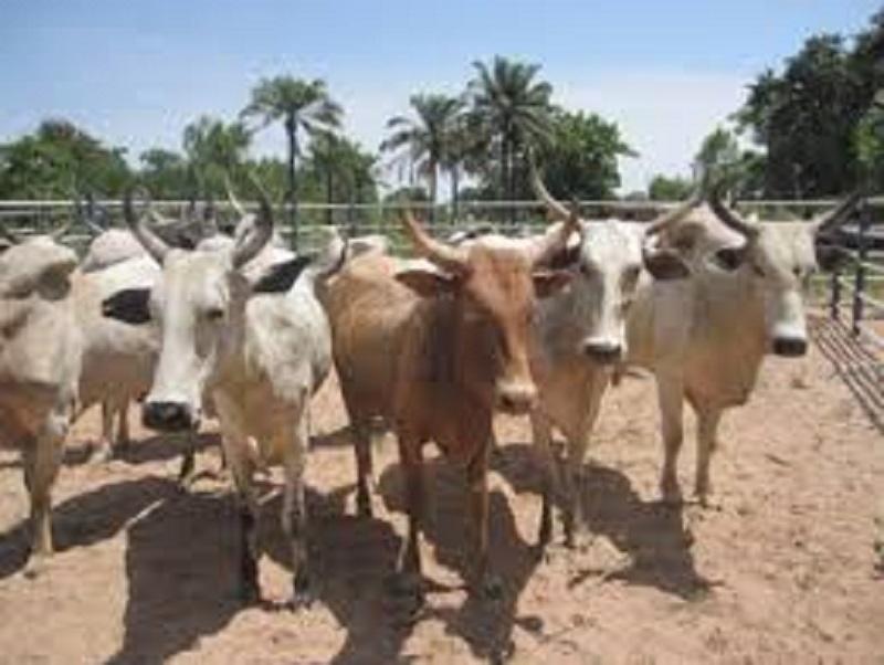 Togo : la campagne de transhumance 2021 reportée sine die