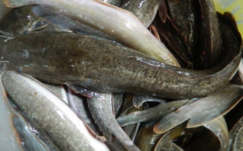 Togo : focus sur Kouma Gbedze, l’éleveur de poissons-chats