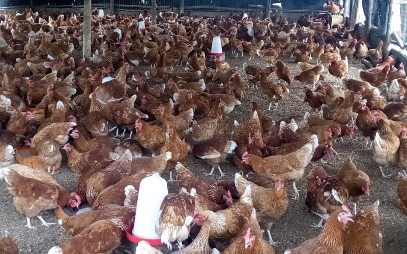Togo : hausse spectaculaire de la vente des poulets locaux