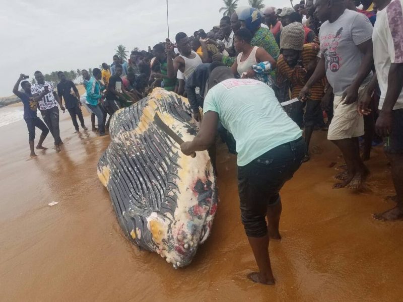 Togo / Baleine sur la plage : « N’essayez pas de manger cette viande ! »