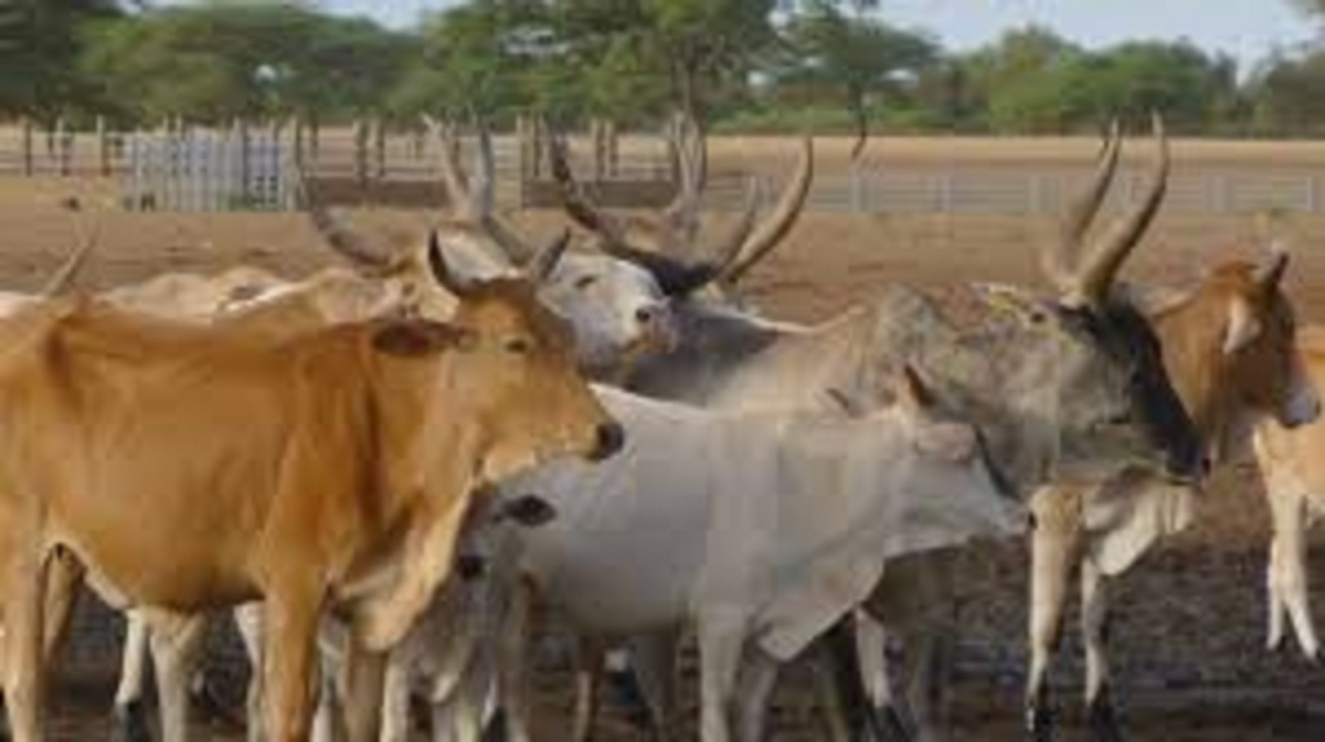Togo : la date de la campagne de transhumance dévoilée