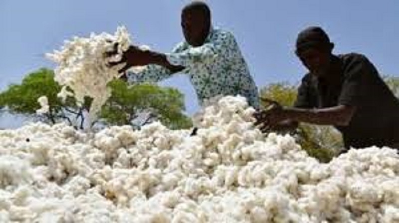 Togo : la NSCT privatisée, Olam prend la relève 