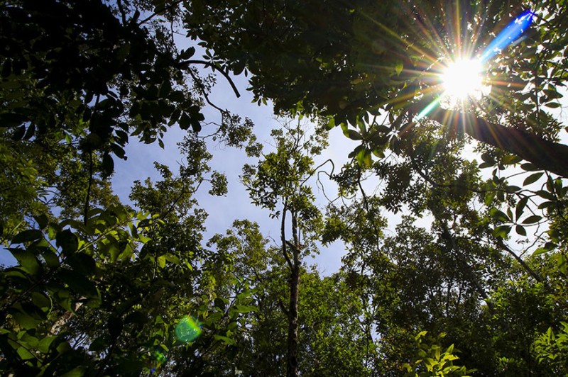 Togo / Journée de l’arbre : d’un rituel à la nécessité de lutter contre la déforestation