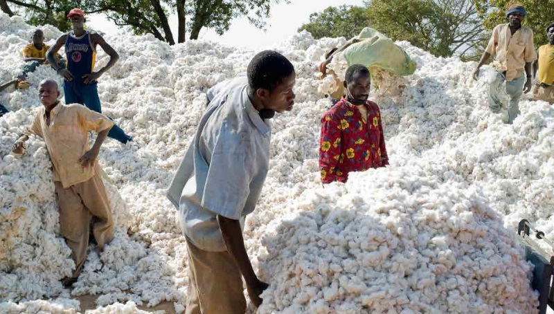 Togo : le Gouvernement mise sur la filière cotonnière