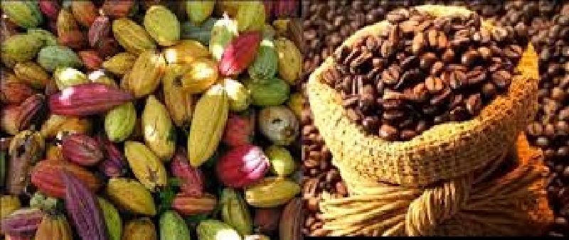 Côte d’Ivoire / Ghana : création d’un organisme pour coordonner les politiques cacaoyères