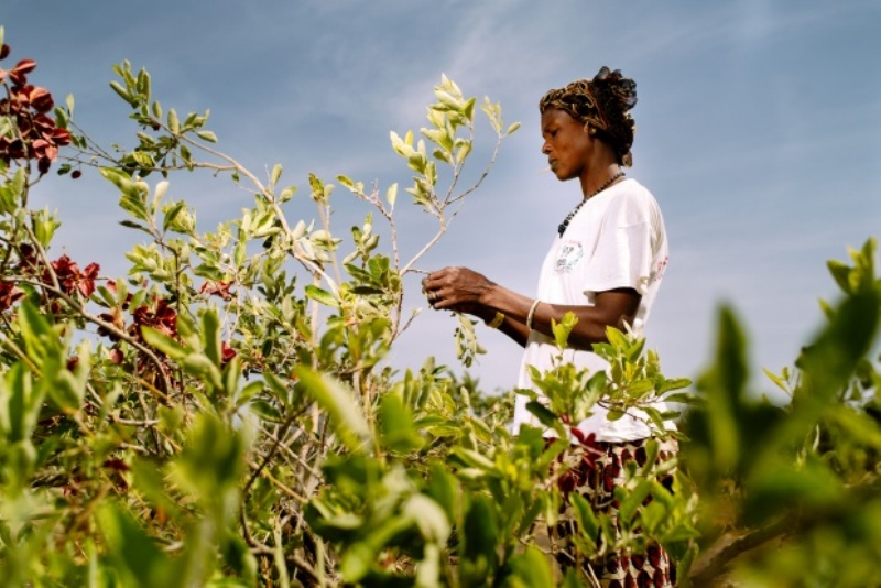 Togo : un centre de recherche et d’application agro-pastorale (CeRAA) bientôt à Vogan