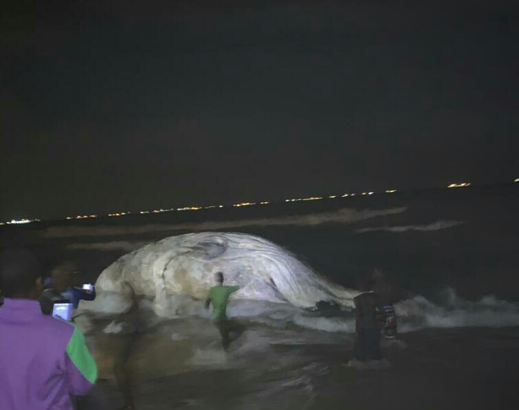 Togo : une baleine sur la plage de Lomé ; de la viande à gogo