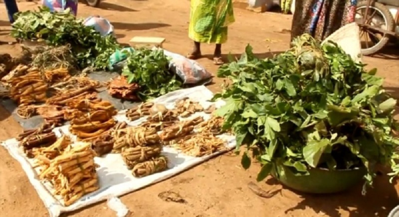 Togo : vers une intégration de la médecine traditionnelle dans l’enseignement supérieur