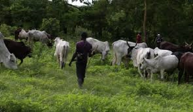 Togo / Transhumance  : Bonne nouvelle pour les agriculteurs et les bergers de la région des plateaux