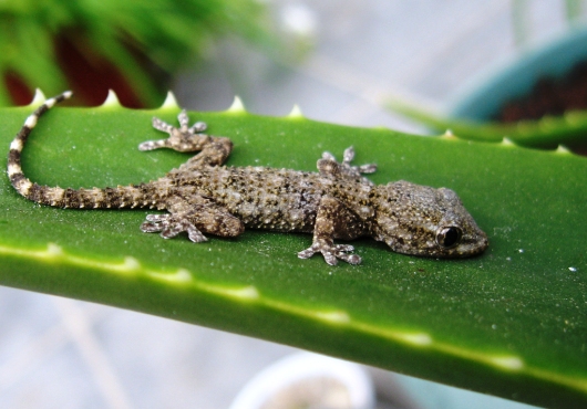 Tout ce qui se raconte sur le gecko est faux !