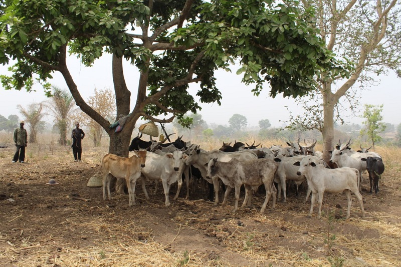 Togo : la nouvelle campagne de transhumance débute cette semaine