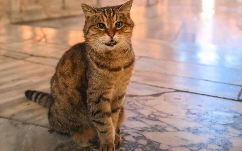 Turquie : décès du chat de Sainte-Sophie d’Istanbul; les condoléances de la présidence