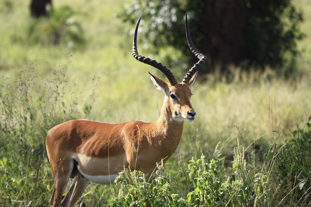 Togo : l’UE s’intéresse à la protection du parc Fazao-Malfakassa