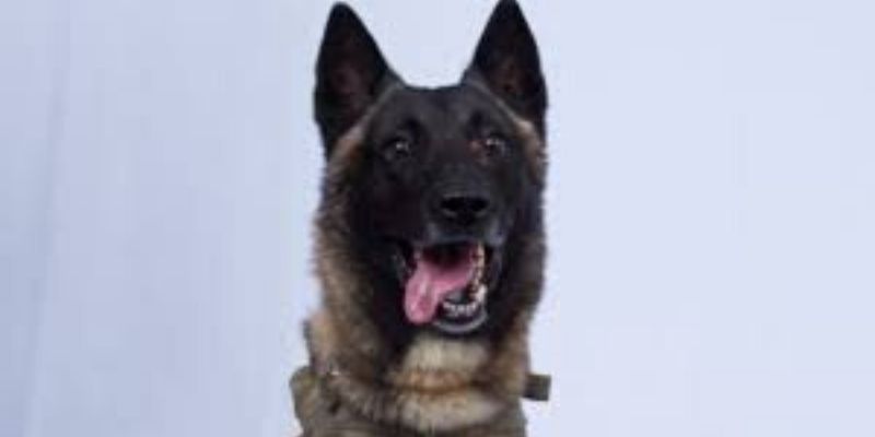 USA : ce chien conduit une voiture pendant près d’une heure (Vidéo)