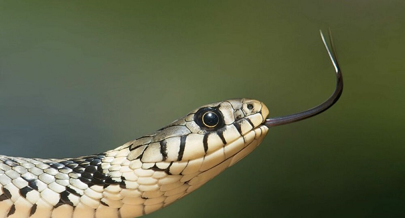 Covid-19 : un Anglais utilise un serpent en guise de masque dans les transports (photo)