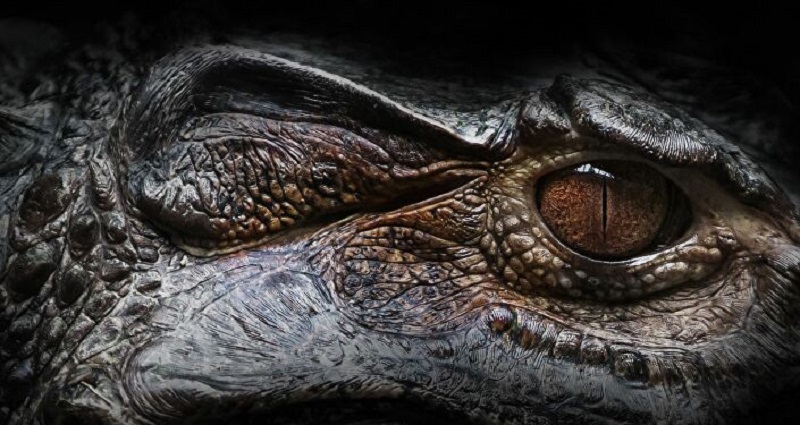 Un alligator percute le kayak de ce sportif et le renverse dans l’eau (vidéo)