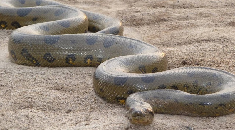 Un anaconda attaque une voiture, semant la panique parmi les passagers (vidéos)