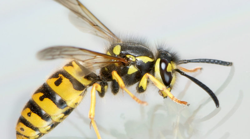 Un antibiotique à base de venin de guêpe mis au point