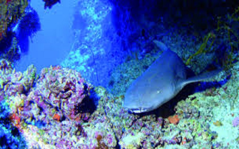 Un baigneur ressort de l’eau avec un requin accroché au bras (vidéo)