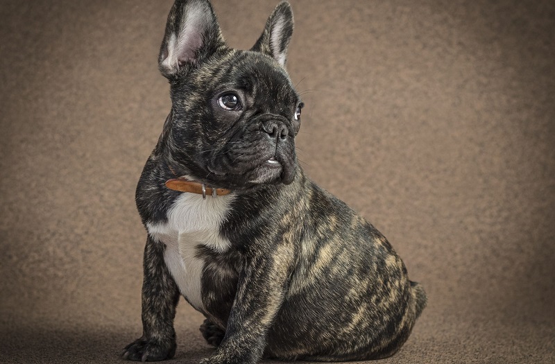 Un bouledogue français élu maire d’une ville américaine