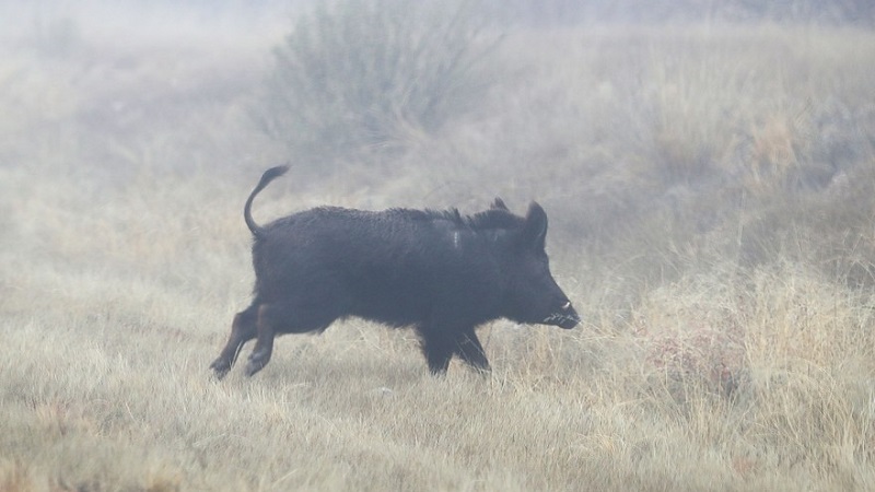 Un chasseur tue son père qu’il prenait pour un sanglier