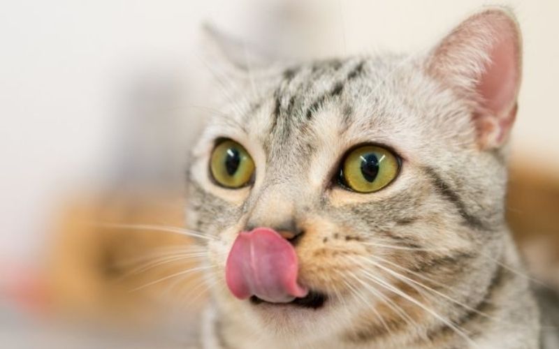 Un chat met le feu à ses croquettes et provoque un début d’incendie