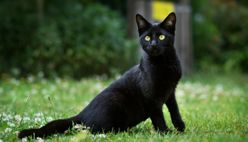 Italie : un migrant rôtissant un chat en pleine rue indigne des passants (vidéo choc)