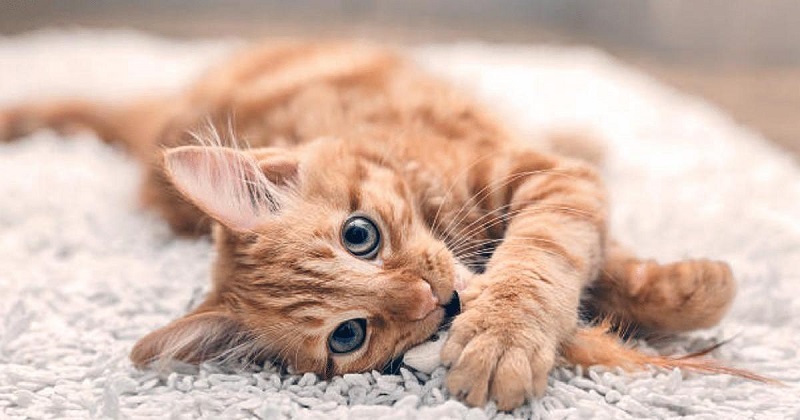 Voici pourquoi les chats se couchent sur votre clavier lorsque vous travaillez