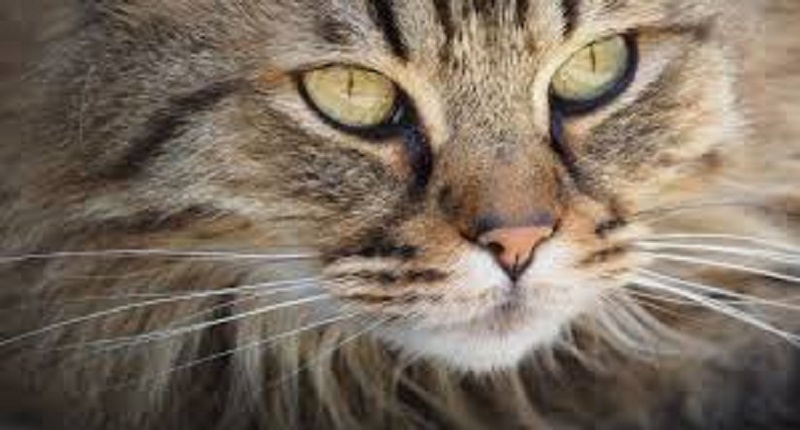 Côte d’Ivoire : après avoir mangé un chat, 10 jeunes meurent