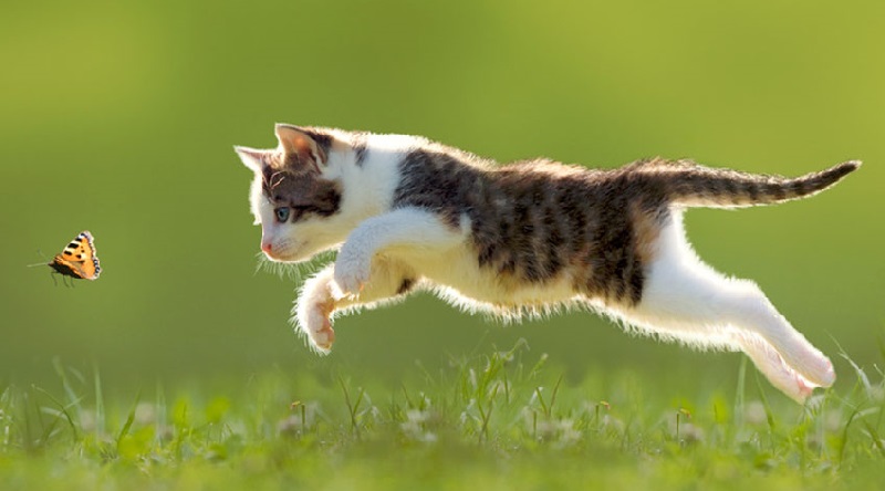 Un chaton né avec 2 visages reçoit toute l’attention de sa famille (vidéo)