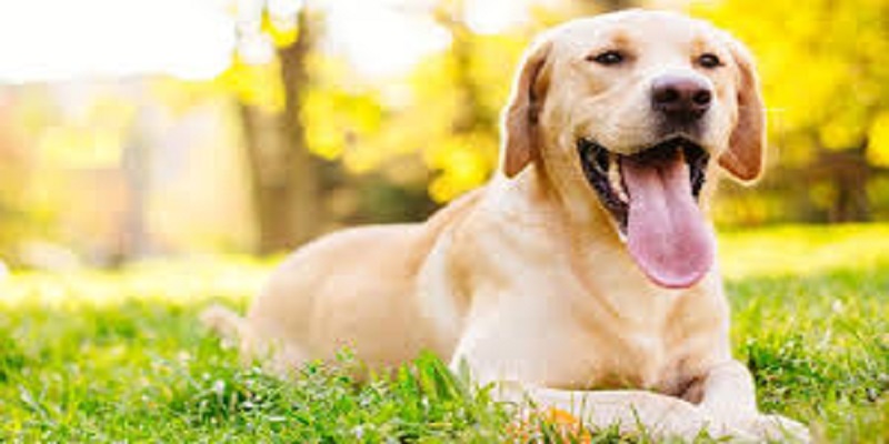 Un chien parti chercher de l’aide sauve la vie à sa maîtresse de 88 ans