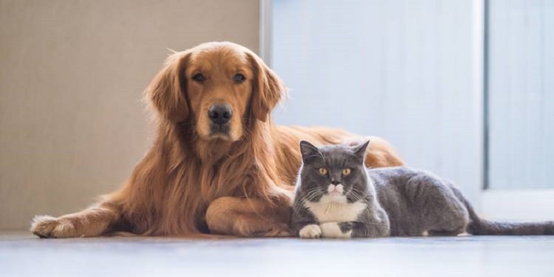 Un chien remarque un chat affamé et lui offre sa boulette de viande (vidéo)