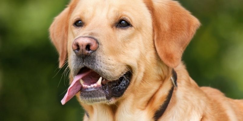 Une chienne « parlante » fait le buzz sur TikTok (vidéo)