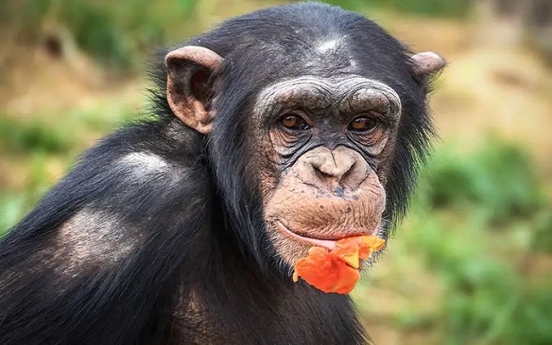 Un chimpanzé embrasse une femme sur la bouche devant son mari