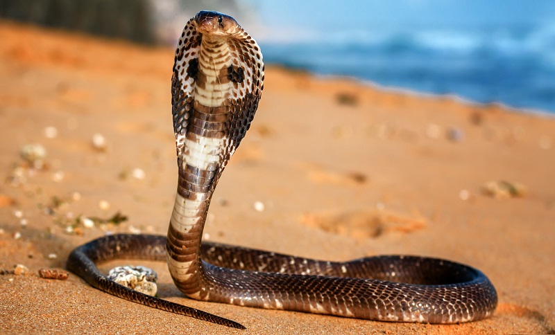 Un cobra s’introduit dans un guichet automatique bancaire (vidéo)