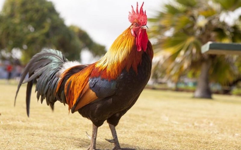 Un coq tue un policier : voici ce qui s’est passé