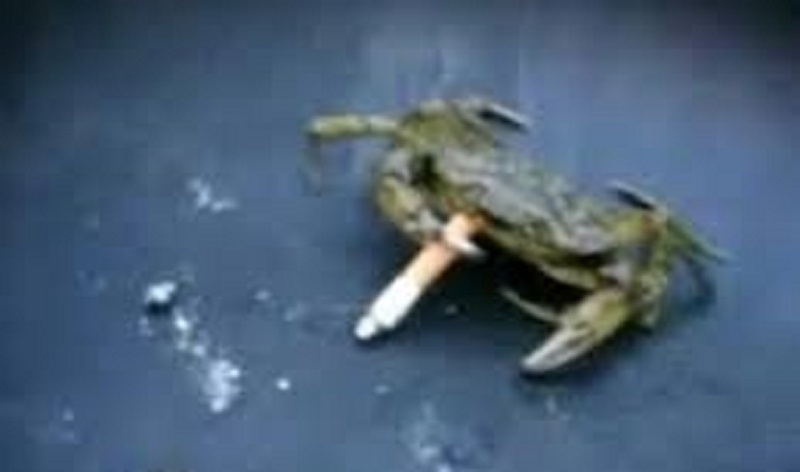 Un crabe fumeur de cigarette fait le buzz (vidéo)