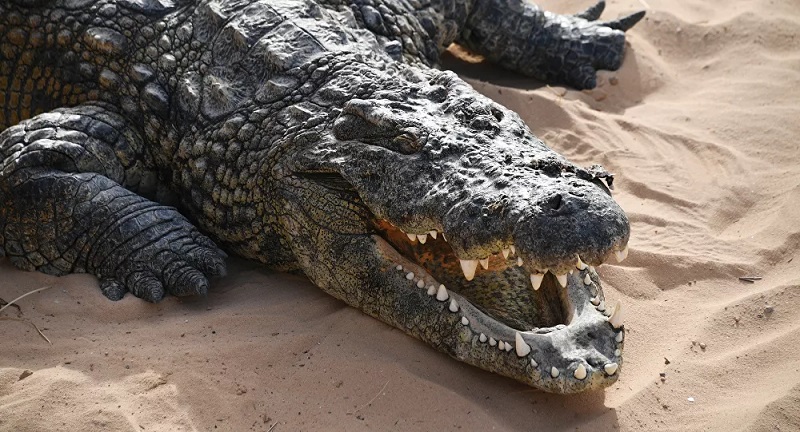 Un crocodile énorme dévore deux requins capturés par des pêcheurs (vidéo)