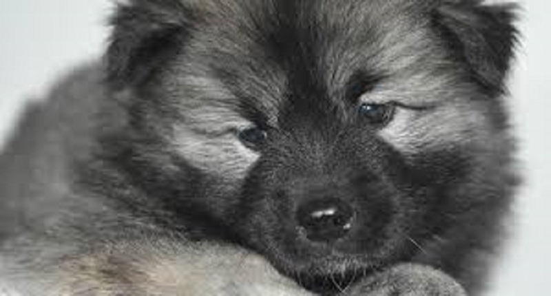 Un deuxième chien testé positif au coronavirus à Hong Kong