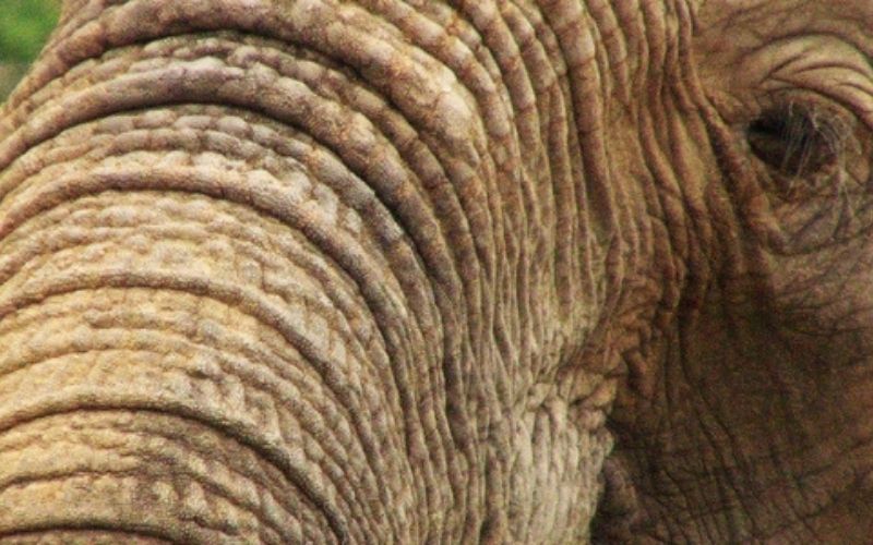 Un éléphanteau tente de se cacher derrière un poteau (photo)