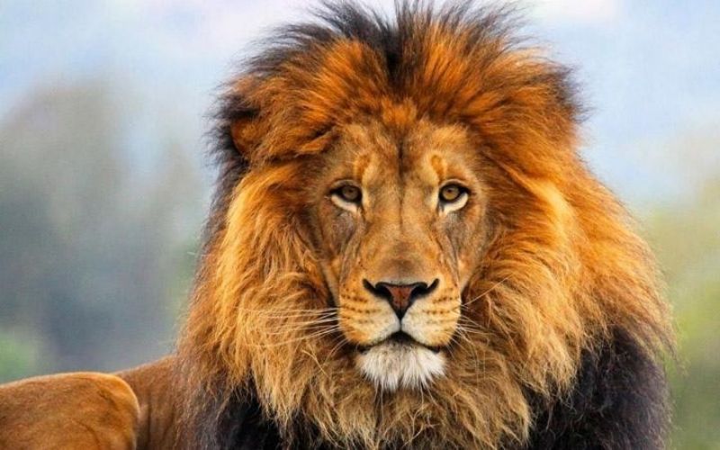 Un éleveur de lions surpris et tué par une de ses lionnes
