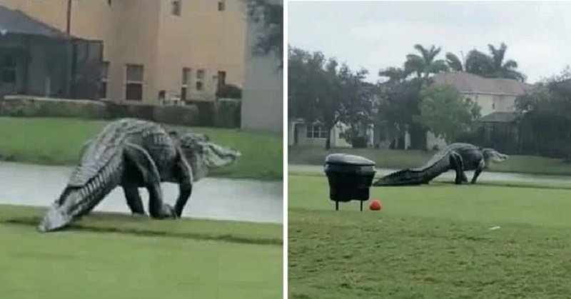 Un énorme alligator aperçu aux Etats-Unis ; les précisions des spécialistes