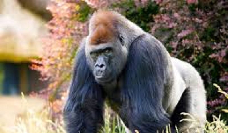 Un gorille fait montre de sa force et brise les bras d’une gardienne de zoo