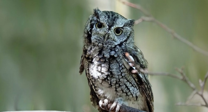 Un hibou s’installe dans le sapin de Noël d’une famille aux USA (vidéo)
