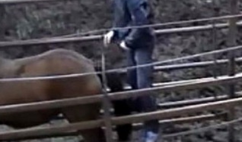 Un homme arrêté pour avoir violé un cheval