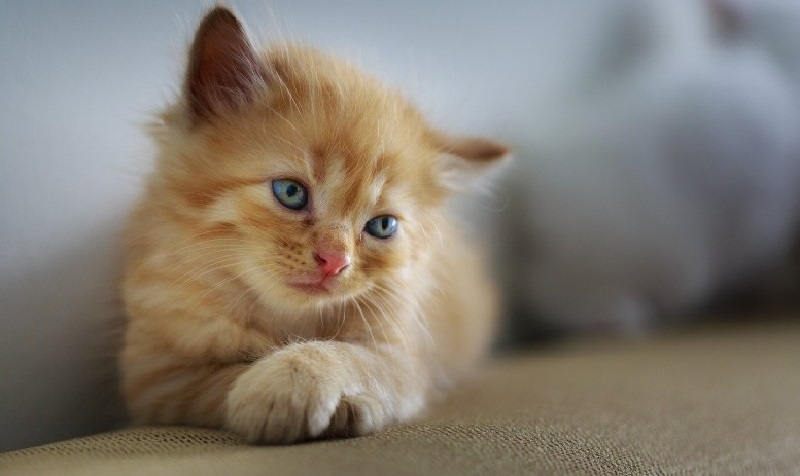 Un homme nu se bat contre  un  python  de  2,5 m pour   sauver  son  chaton
