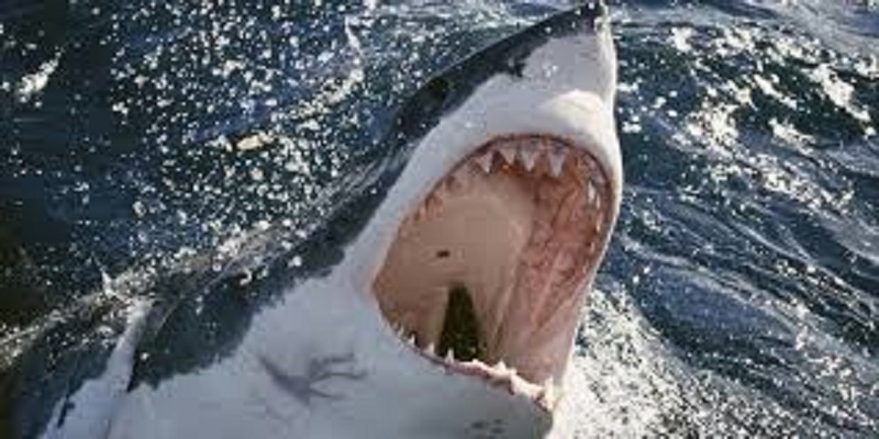 Elle tombe nez-à-nez avec un requin et s’échappe le jour de son anniversaire (vidéo)